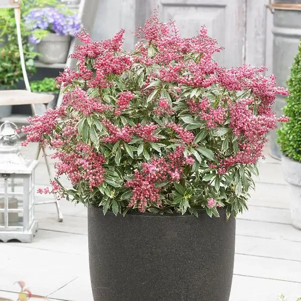 Pieris Japonica Polar Passion Pot P19 cm