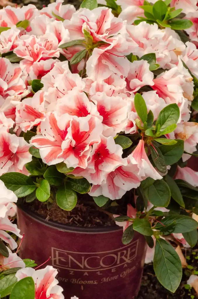 Azalea japonica Encore® Autumn Starbust Pot C3