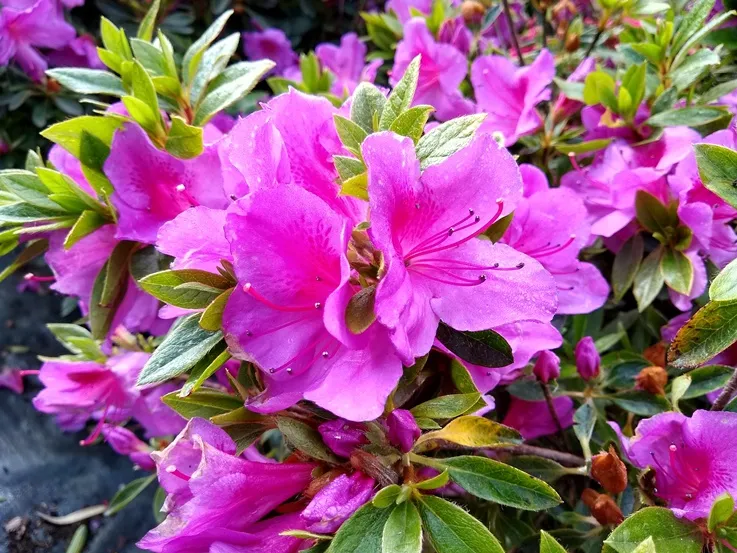 [102068] Azalea japonica Chelsoni 30 40 cm Pot