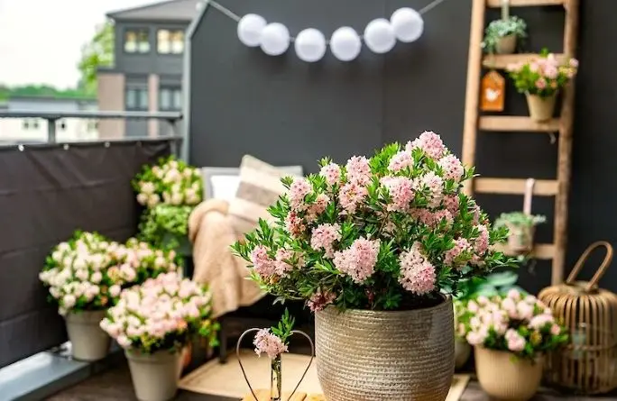 [141010] RHODODENDRON inkarho Bloombux ® Pot C2 ** Alternative aux buis **