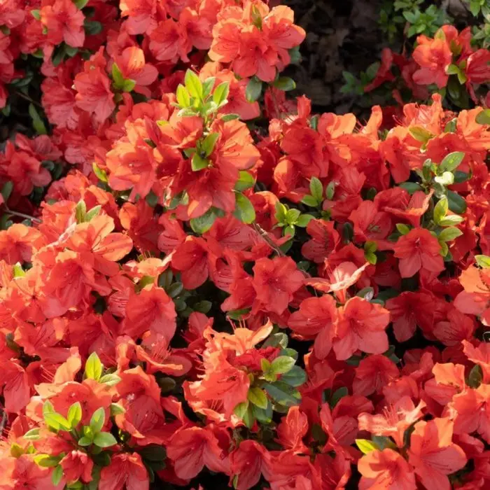 Azalea japonica Geisha Orange Pot C3