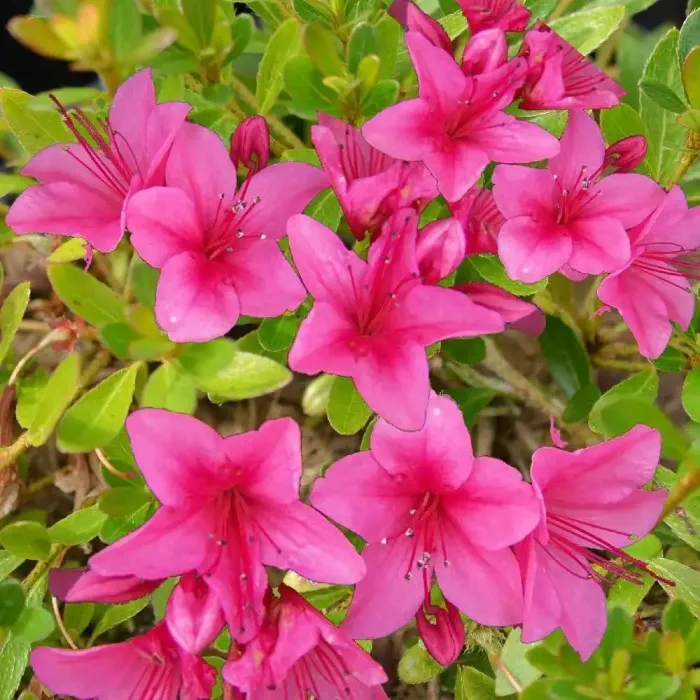 [134630] Azalea nakaharae Pink cascade Pot C3 ** Rare: azalée du Japon couvre-sol ***