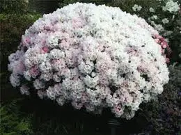 Rhododendron Yakushimanum Porzellan 030 035 Pot