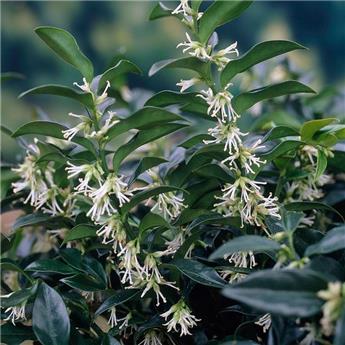 Sarcococca hookeriana Purple Gem 35 40 cm Pot C4Litres** Parfumé **