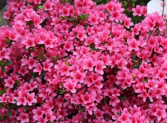 Azalea japonica Conny 60 80 Pot C12