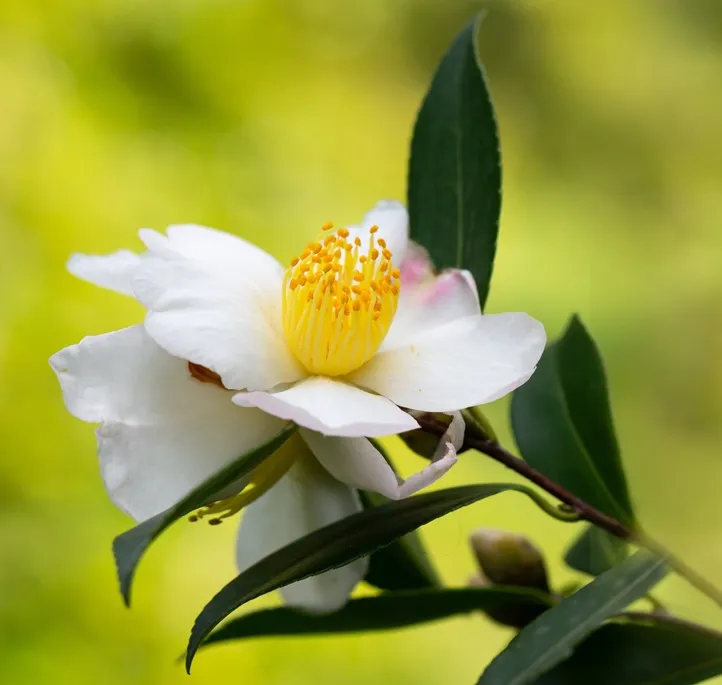 [105807] Camellia sasanqua Plantation Pink Pot C5L