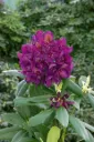 Rhododendron Marcel Menard 50 70 cm Pot C7.5Litres