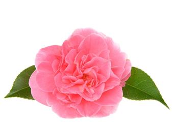 Camellia japonica Marie Bracey C7.5lITRES ** 7 âge **