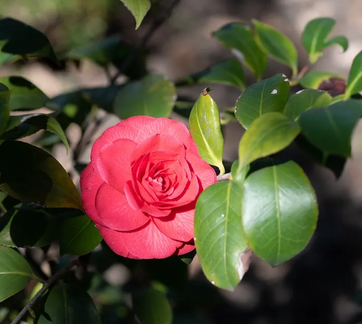 [106185] Camellia japonica Mrs Charles Cobb 100 125 Pot P26 cm