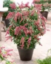Pieris japonica Passion Pot P27 cm