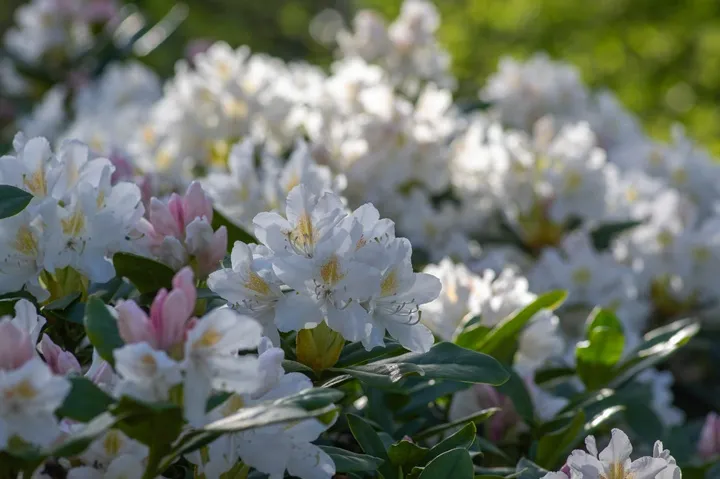 [133501] Rhododendron Madame Masson 50 60 cm Pot C7.5Litres