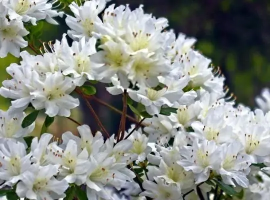 Azalea japonica Schneewitchen Pot C3 ** blanche **