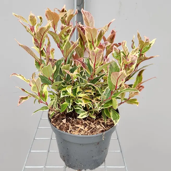 Leucothoe axilaris Firestar Pot P17 cm