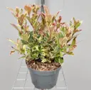 Leucothoe axilaris Firestar Pot P17 cm
