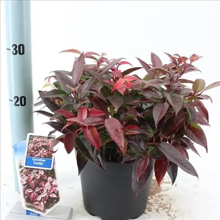 Leucothoe Lovita Pot P17