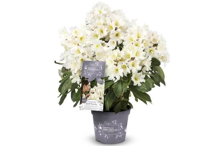 Rhododendron Inkarho Dufthecke White 40 60 cm ** Parfumé **
