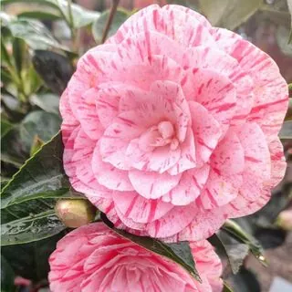 [132922] Camellia japonica William Bartlett 100 120 cm Pot C7.5 ** 7 ans **