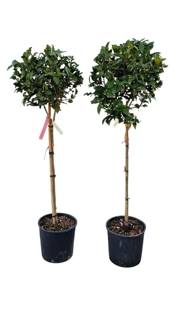 Camellia japonica Debbie sur tige Pot 30 cm 