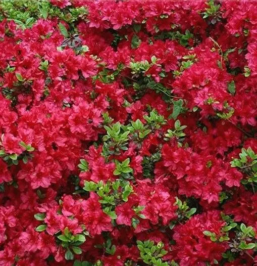 Azalea japonica Moederkensdag ( Fêtes des Mères ) Pot C2