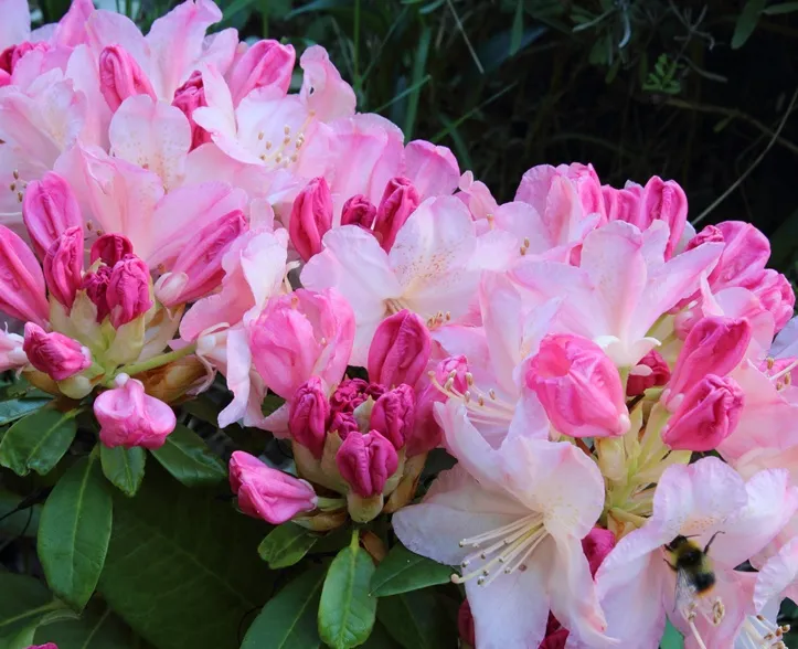 Rhododendron yakushimanum Percy Wiseman 40 60 cm Pot P23