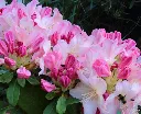 Rhododendron yakushimanum Percy Wiseman 40 60 cm Pot P23
