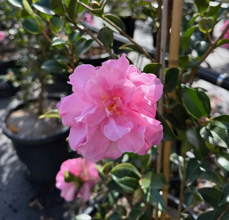 Camellia sasanqua With Love Pot P19 cm XTRA ** Floraison en automne **