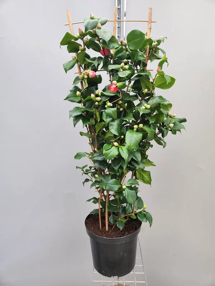 Camellia japonica Dr King 100 120 cm Palissé  Pot P29 cm