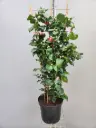 Camellia japonica Dr King 100 120 cm Palissé  Pot P29 cm