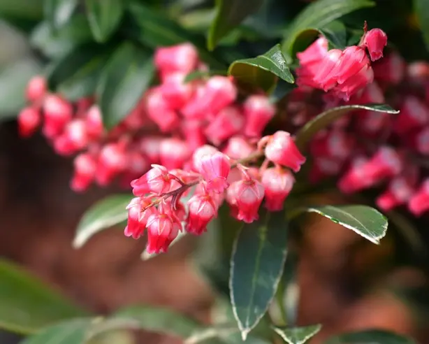 Pieris japonica Polar Passion 50 60 Pot P27 cm