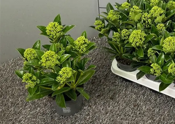 Skimmia japonica White Globe Pot P10