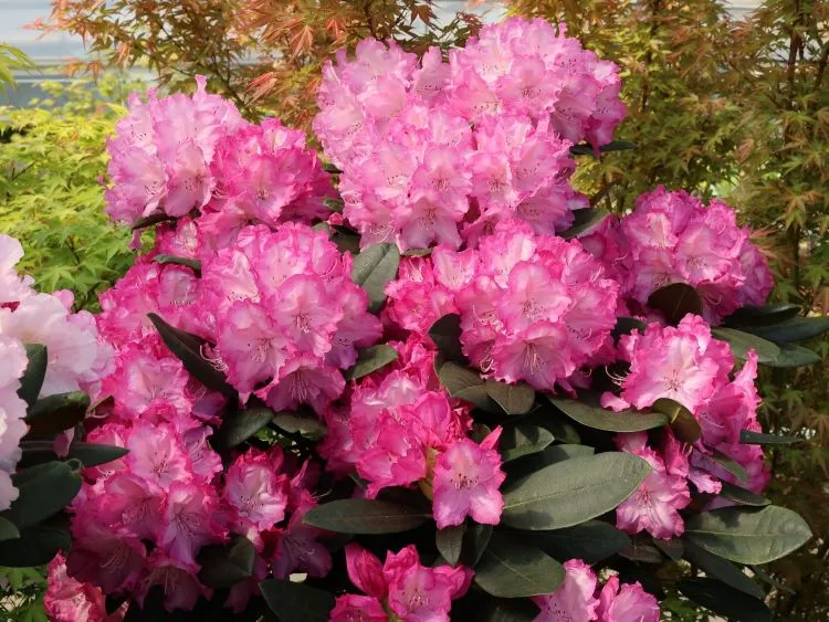 Rhododendron Yakushimanum Blurettia 40 50 Pot C5Litres