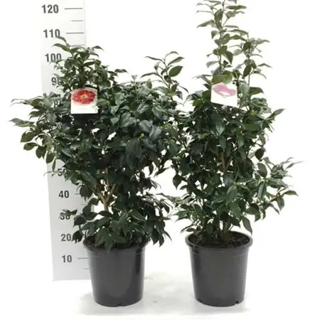 Camellia japonica variés Pot P25cm