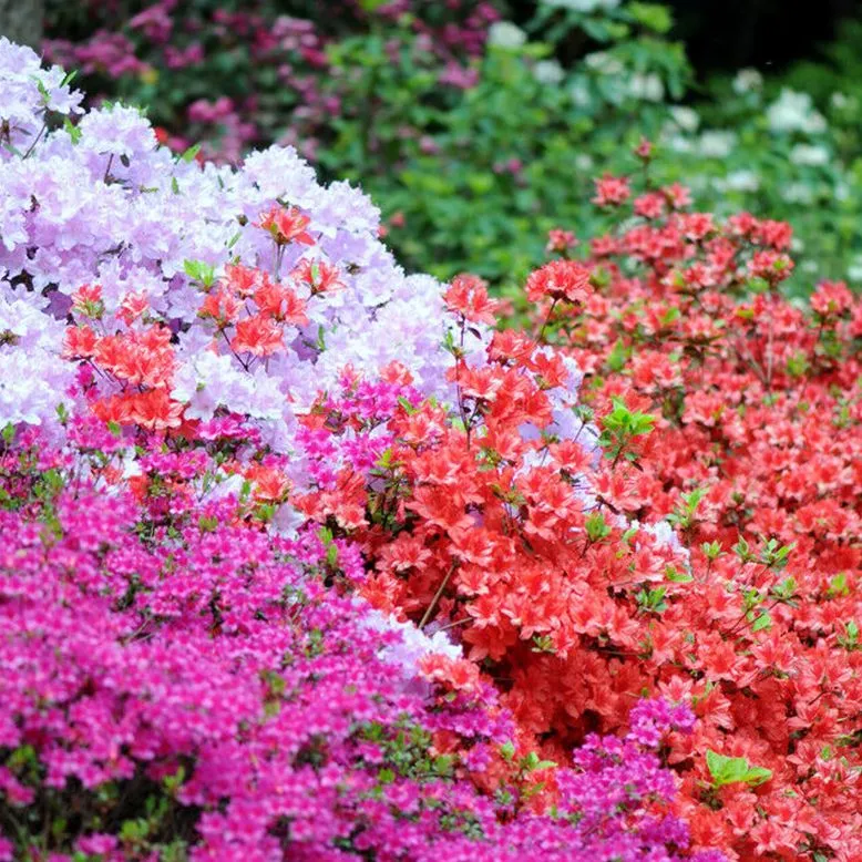 [107177] Azalea japonica variées 60 80 cm XL Pot C10Litres. Azalée du Japon