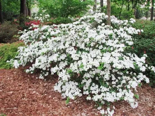 Azalea japonica Pleasant White 50 60 cm - Azalée du Japon blanche