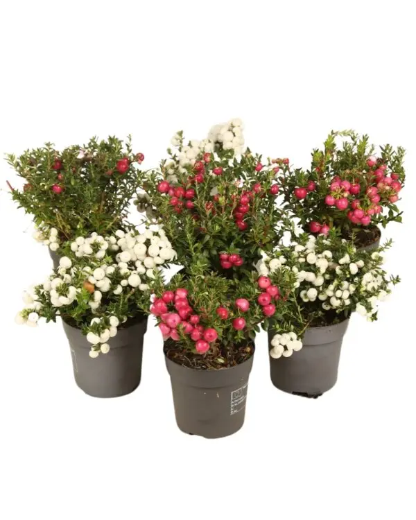 Pernettya variés Pot P10
