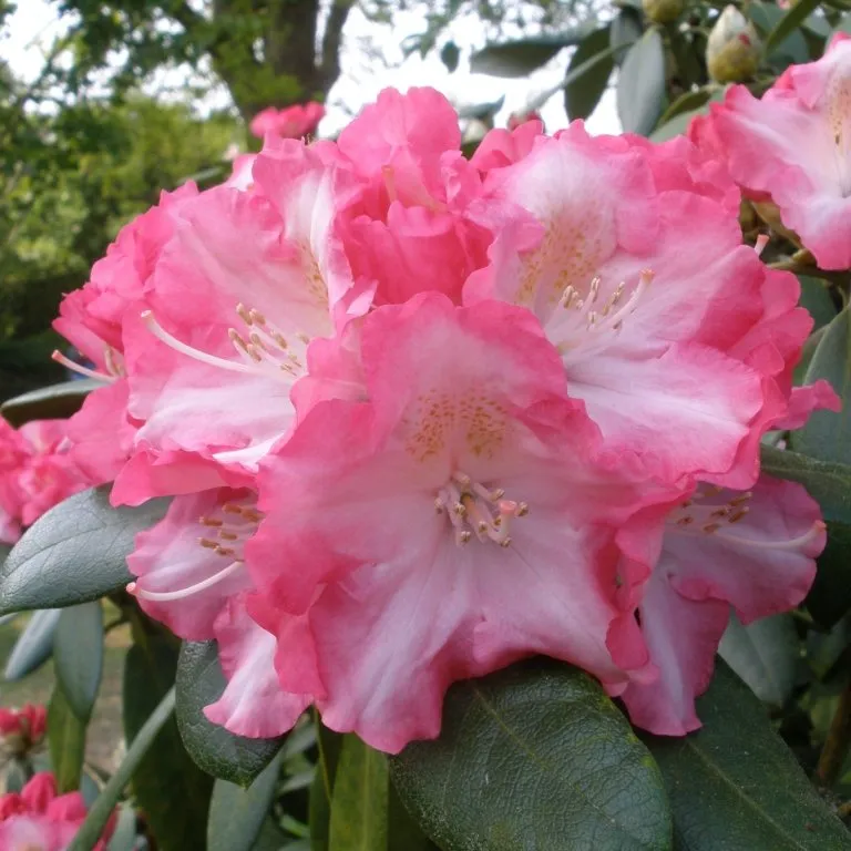 Rhododendron Yakushimanum Marlis 40 50 cm Pot C5Litres