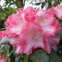 Rhododendron Yakushimanum Marlis 40 50 cm Pot C5Litres
