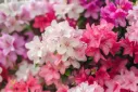 Azalea japonica variées 30 50 cm Pot P23