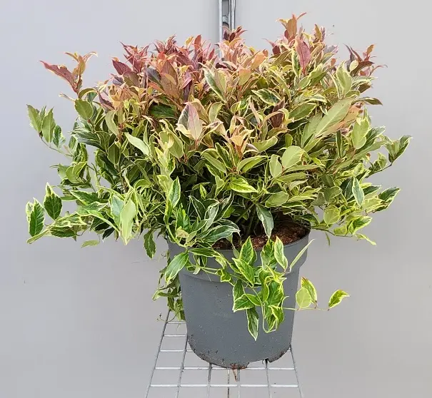Leucothoe axillaris Firestar Pot P23 cm