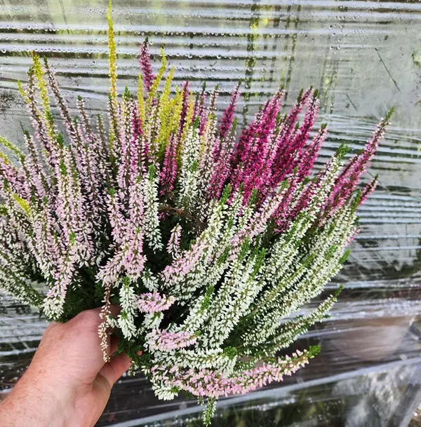 Calluna vulgaris Quatro Pot P17 cm