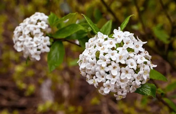 Viburnum burkwoodii Anne Russel Pot C3.5