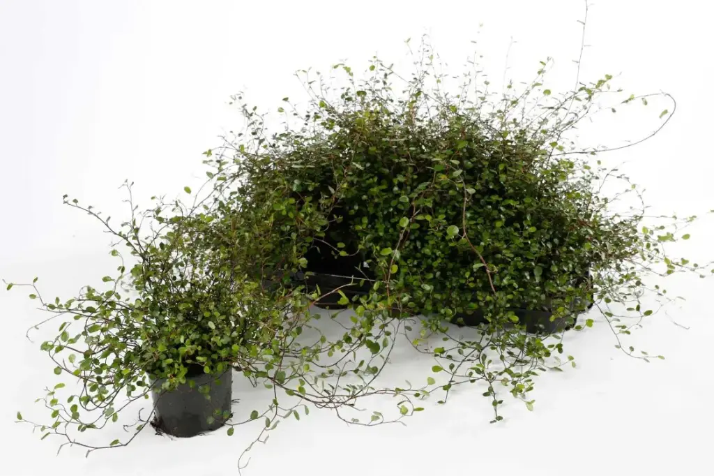 Muehlenbeckia capillaris Mue P13cm