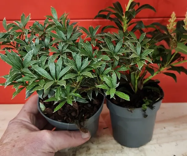 [127498] Pieris japonica Mix Pot P9 cm