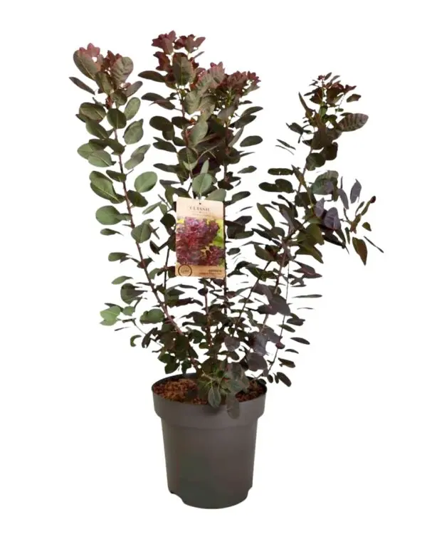Cotinus coggygria Royal Purple C12 125/+