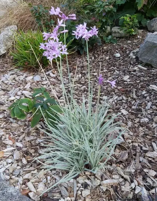 Tulbaghia viloacea Silver Lace Pot C1.5