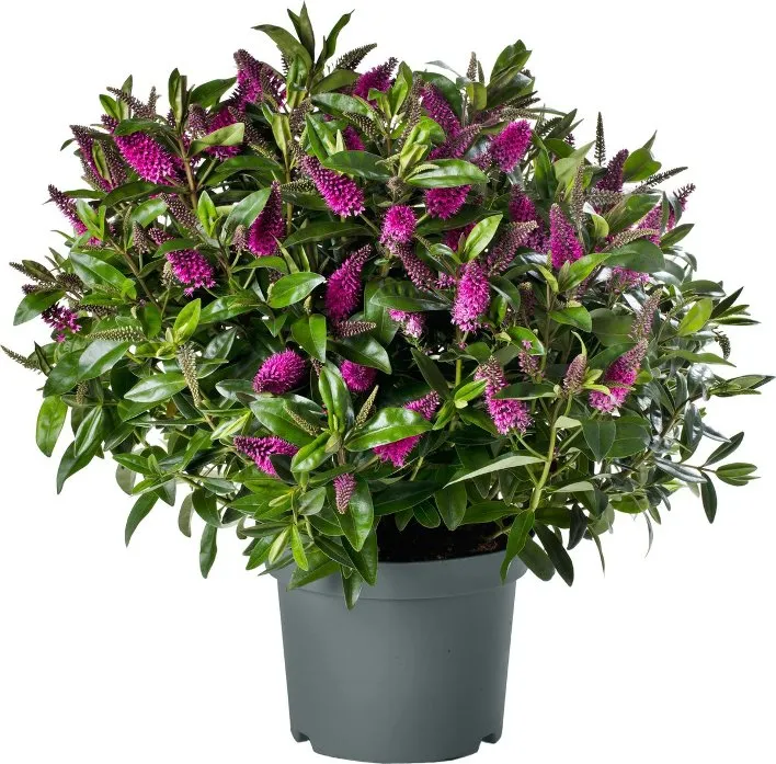 Hebe addenda Donna Alina 40 60 cm Pot P30 - Véronique