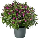 Hebe addenda Donna Alina 40 60 cm Pot P30 - Véronique