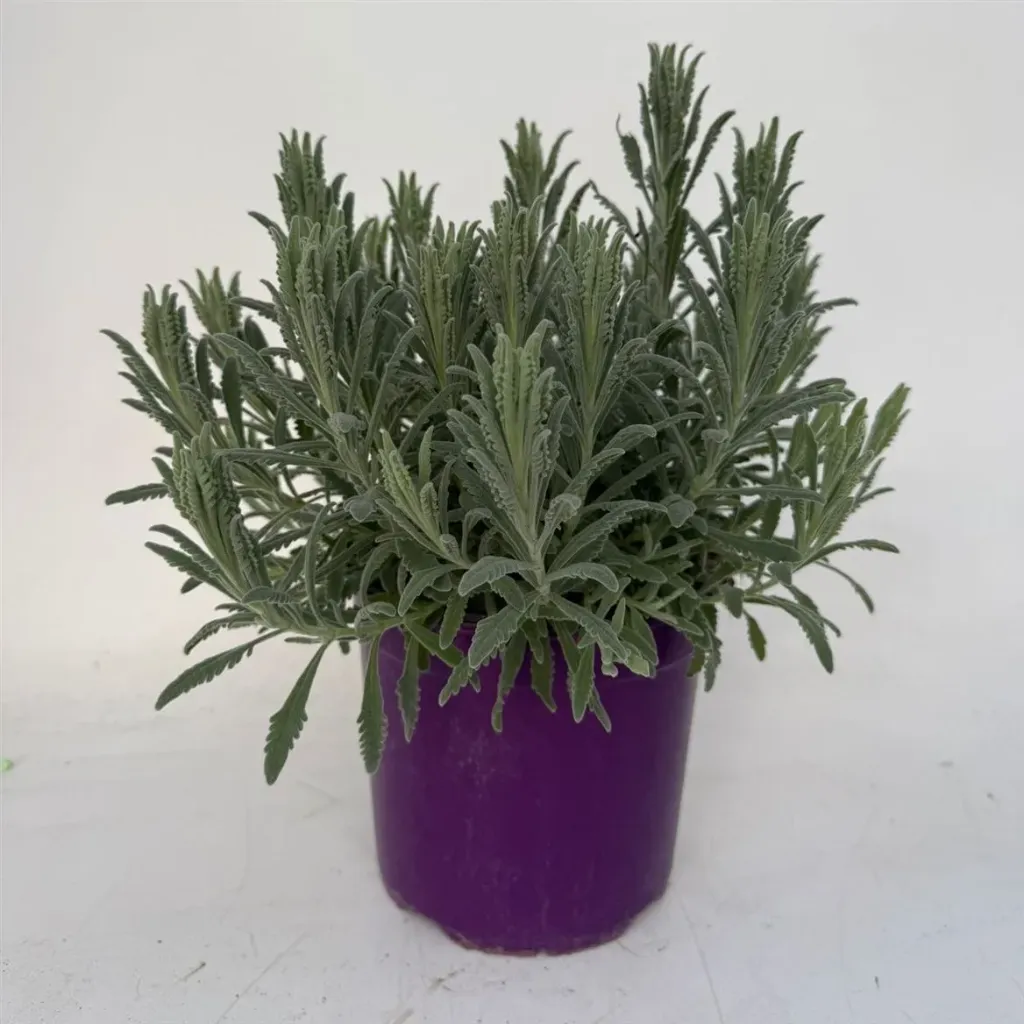 Lavande dentata Goodwin Creek P18