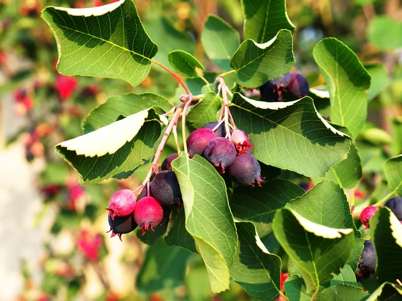 Amelanchier alnifolia Obelisk Pot C12