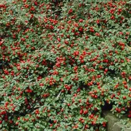 [100740] Cotoneaster suecicus Skogholm Pot P9 **Couvre-sol**